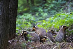 Dachs - Zum Vergroessern klicken!